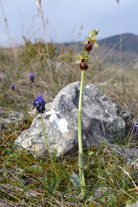 Ophrys exaltata subsp. archipelagi in Abruzzo marzo e aprile 2019